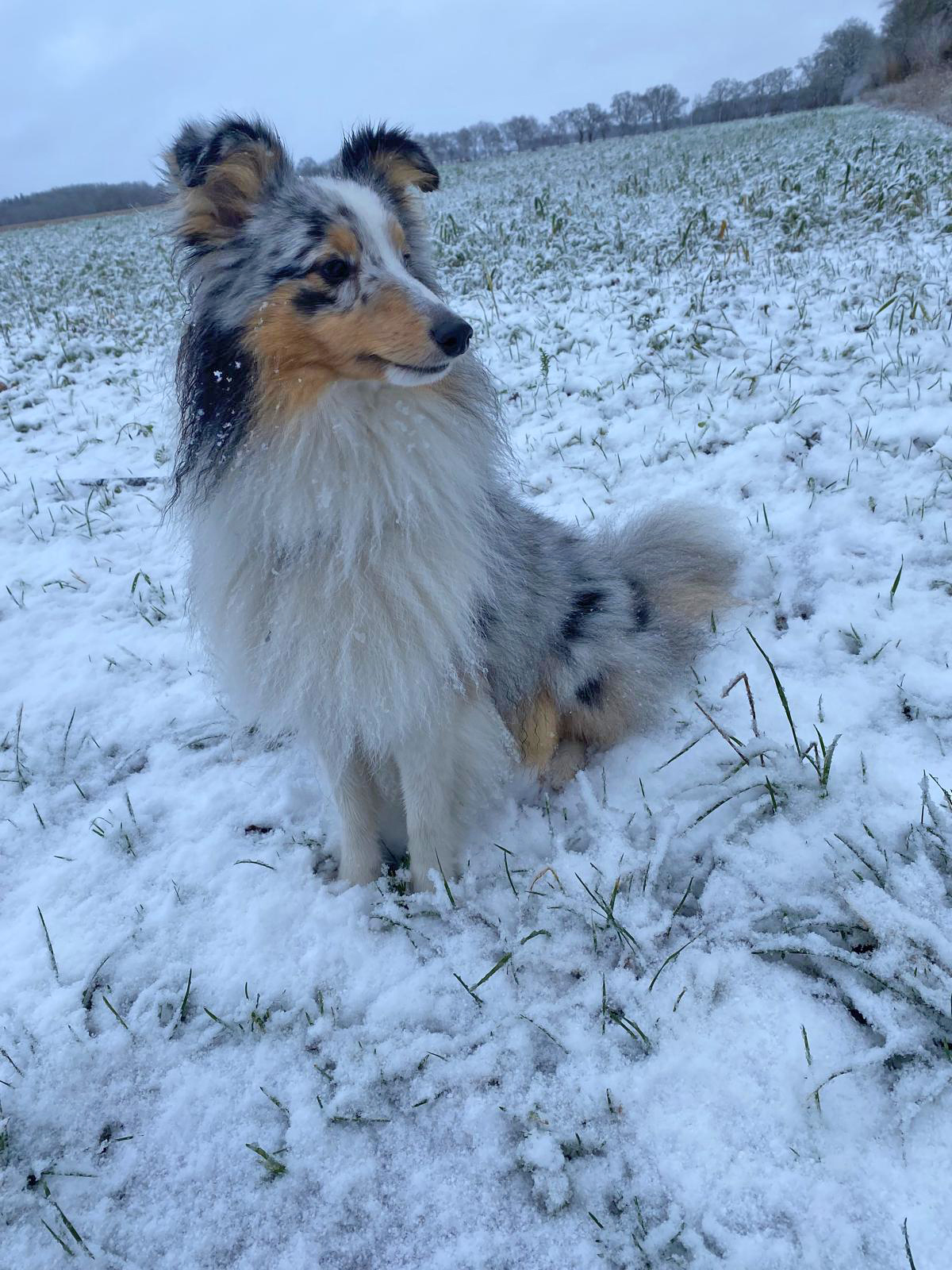 IMG-20250103-Polar Star 2a