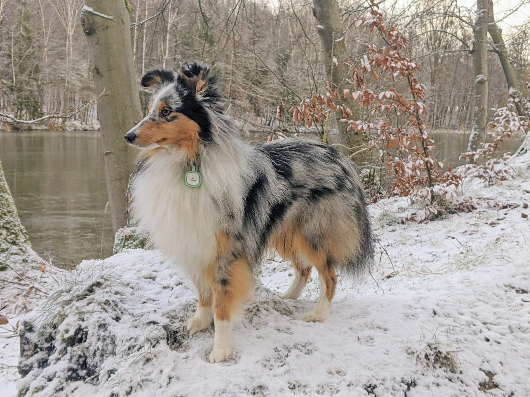 IMG-20250104-Feivel 3a