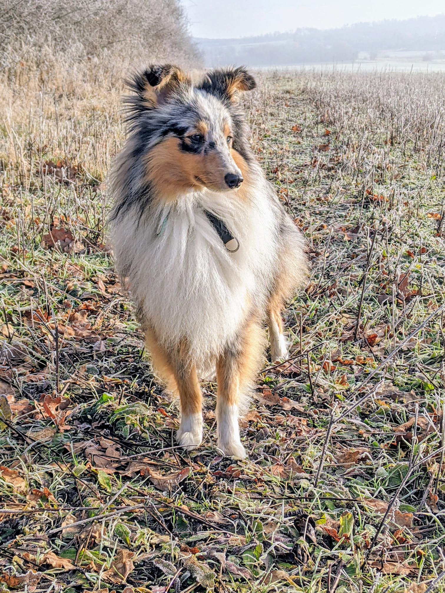 IMG-20250202-Feivel 2a