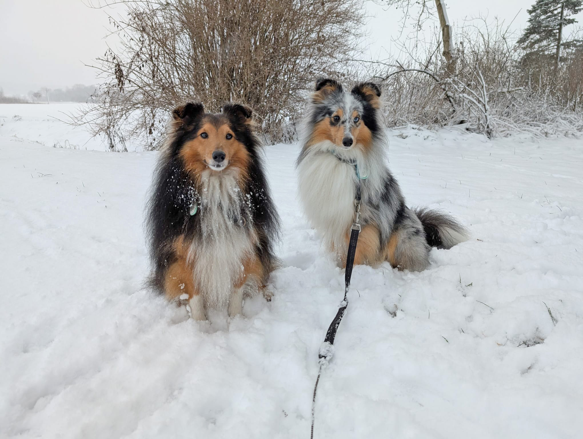 IMG-20260104-Fino und Feivela