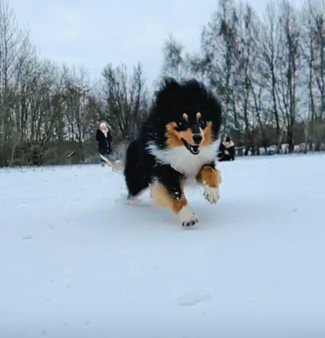 IMG-20260110-Night Raider 1a