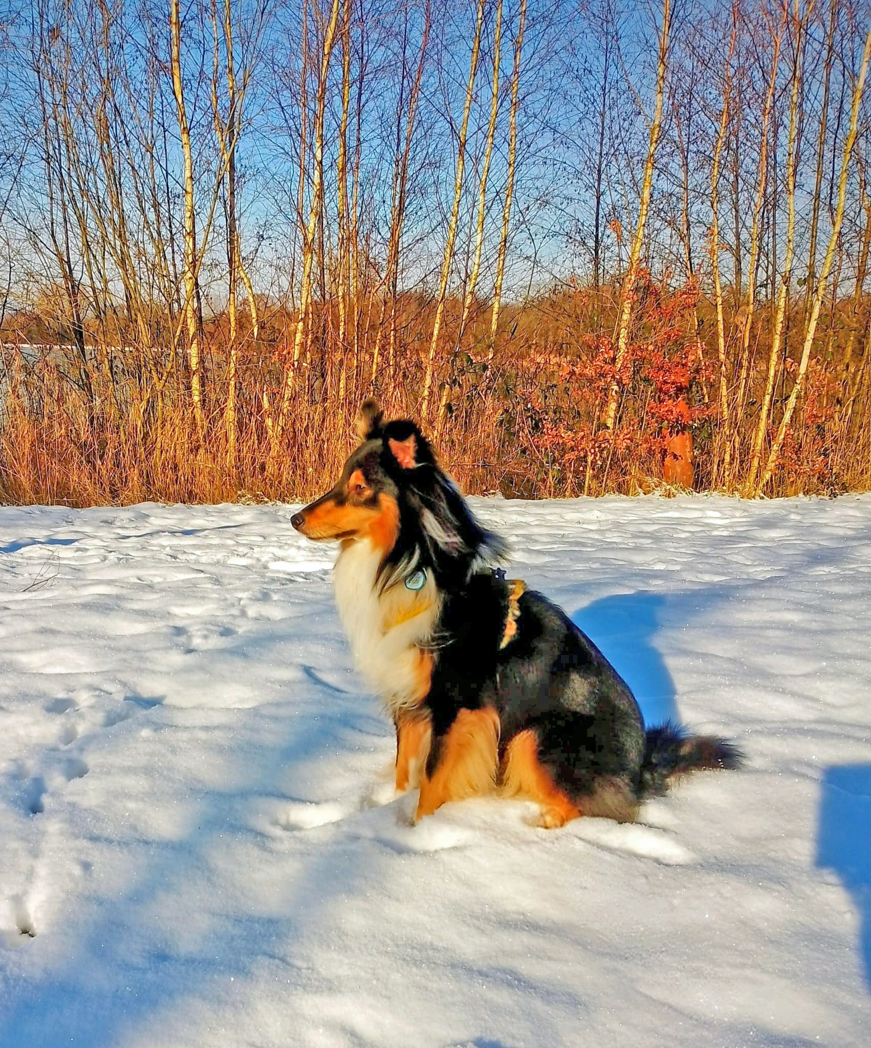 IMG-20260111-Presley 2a